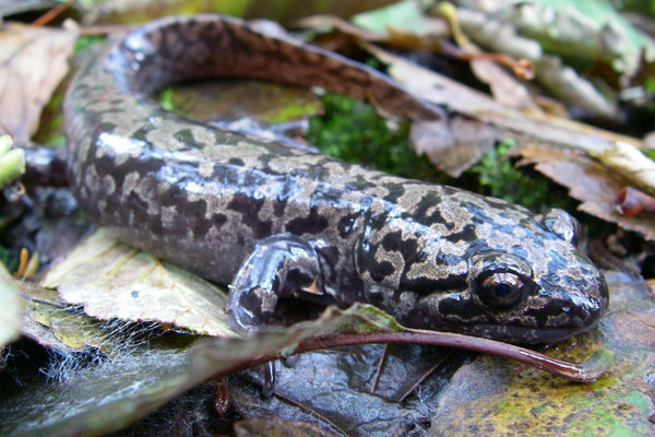 Pacific Giant Salamander (Dicamptodon tenebrosus) in the wild