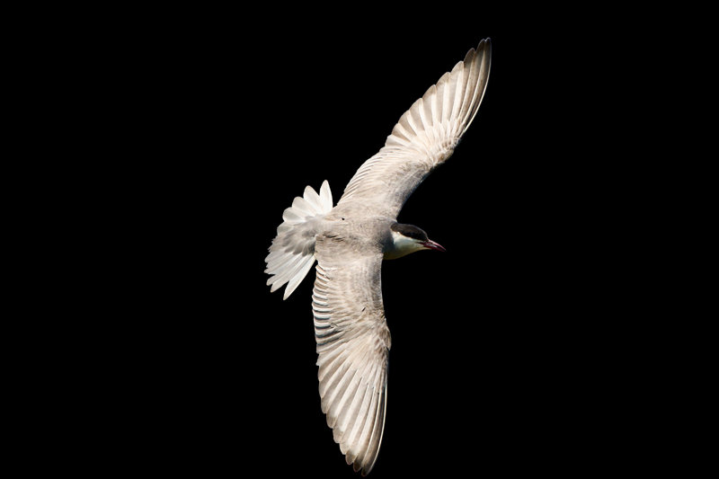 Whiskered Tern (Chlidonias hybrida)
