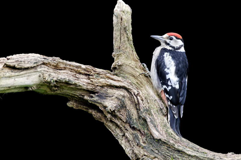 Great Spotted Woodpecker (Dendrocopos major) — Europe, Asia