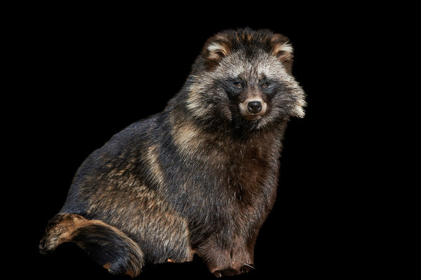 Raccoon Dog (Nyctereutes procyonoides) in the wild