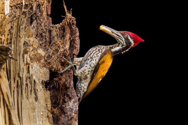 White-naped Woodpecker (Chrysocolaptes festivus) in the wild