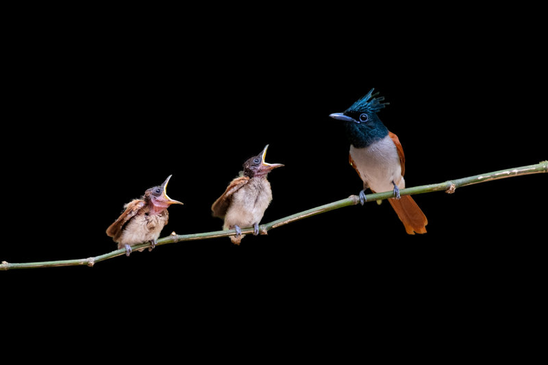 Indian Paradise-Flycatcher (Terpsiphone paradisi)