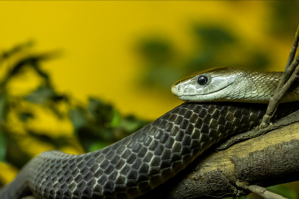 Black Mamba (Dendroaspis polylepis) in the wild