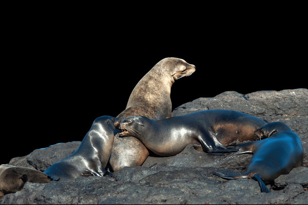 Galápagos Sea Lion (Zalophus wollebaeki) in the wild