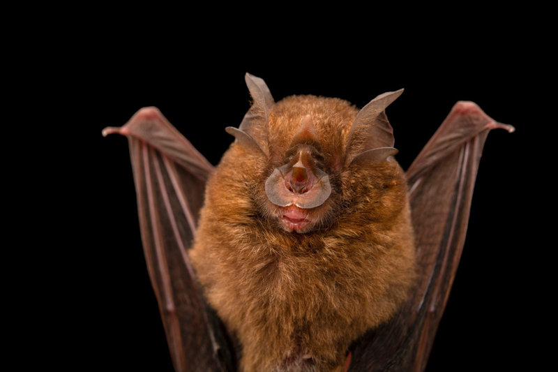 Eastern Horseshoe Bat (Rhinolophus megaphyllus) — Eastern Australia from Queensland to Victoria