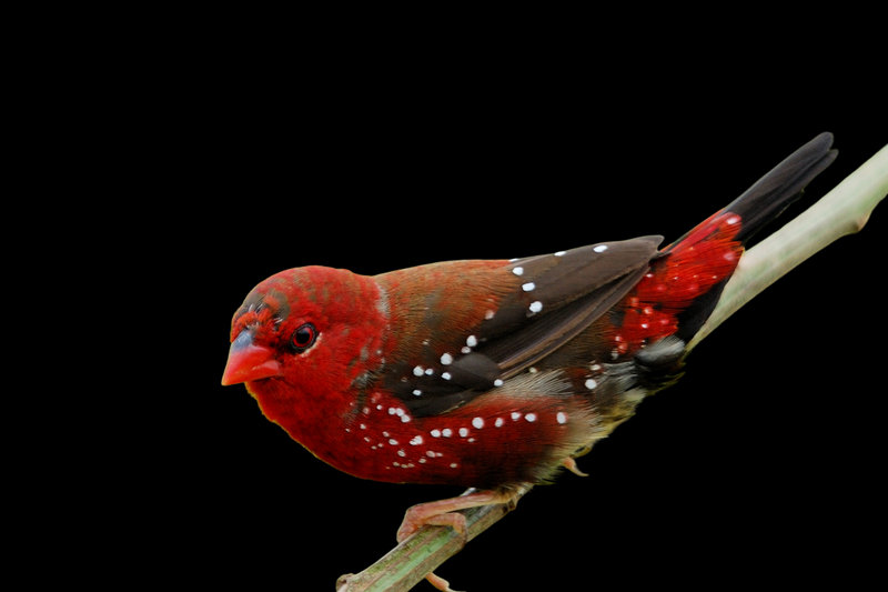 Red Avadavat (Amandava amandava)