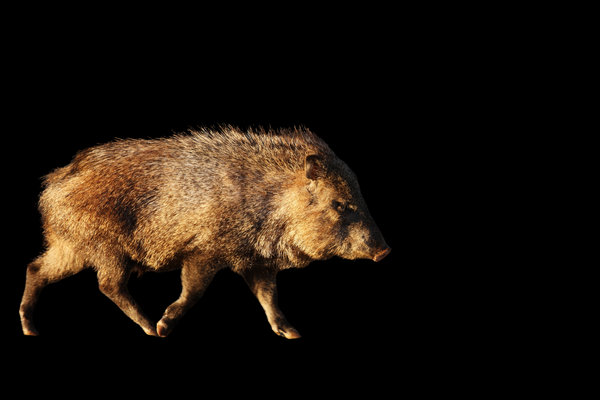 Collared Peccary / Javelina (Pecari tajacu) in the wild