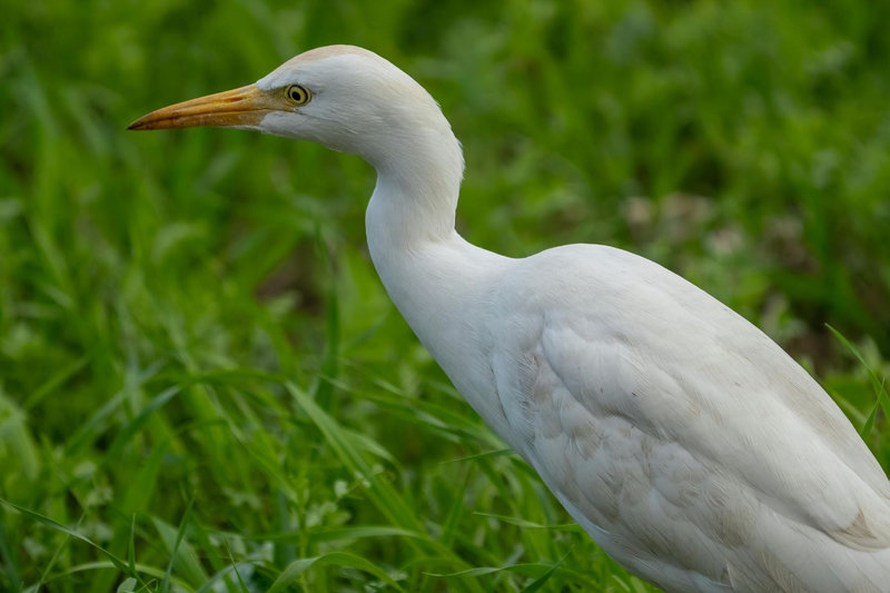 Medium Egret (Ardea intermedia) — Indian subcontinent southeast Asia