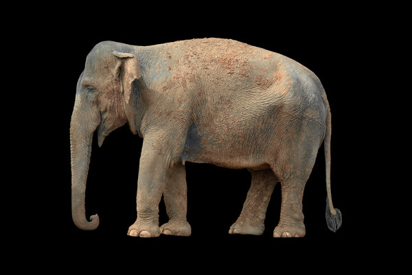 Indian Elephant (Elephas maximus indicus) in the wild