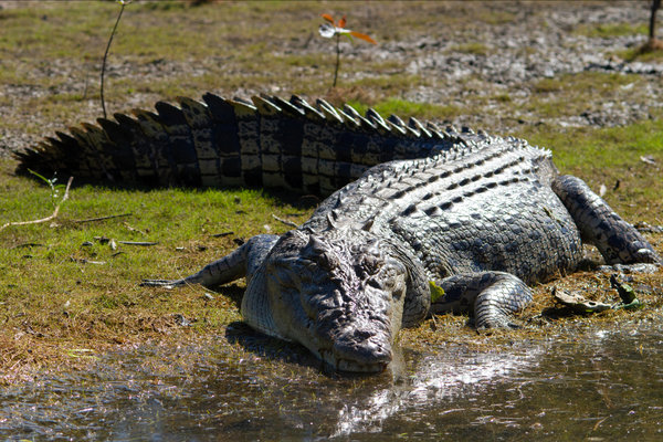 Indian Saltwater Crocodile (Crocodylus porosus) in the wild