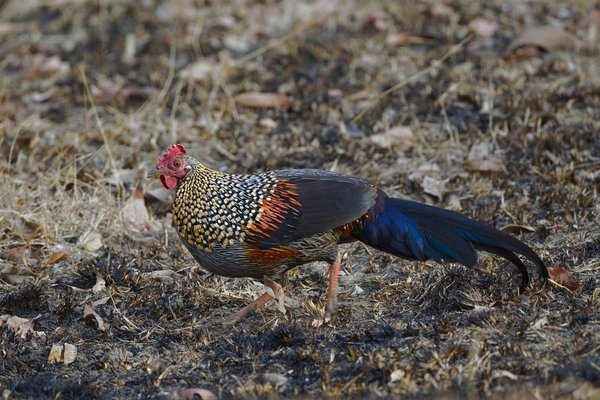 Gray Junglefowl (Gallus sonneratii) in the wild