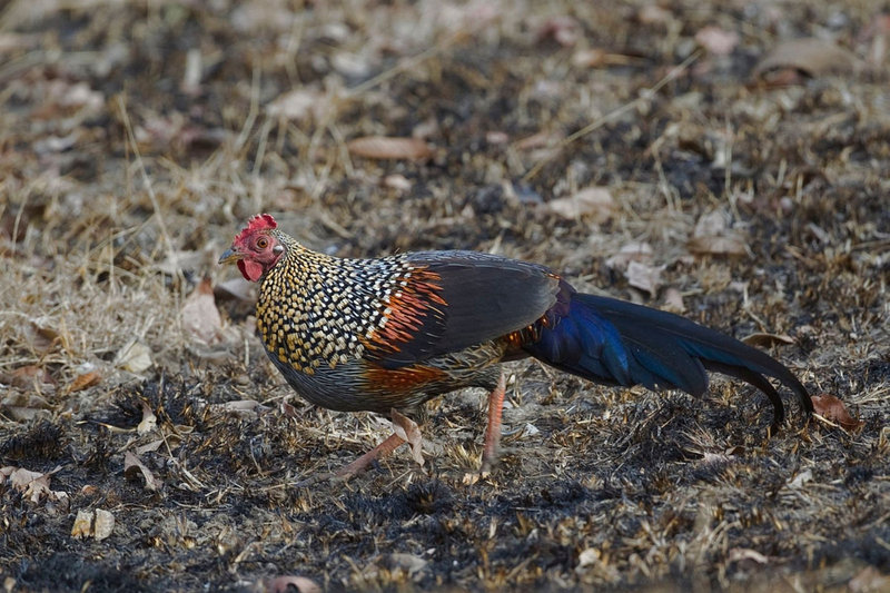 Gray Junglefowl (Gallus sonneratii) — Endemic to peninsular India