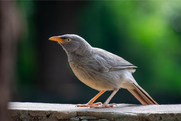 Jungle Babbler (Argya striata) in the wild