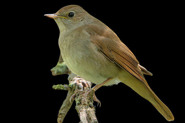 Common Nightingale (Luscinia megarhynchos) in the wild