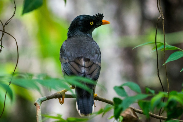 Jungle Myna (Acridotheres fuscus) in the wild