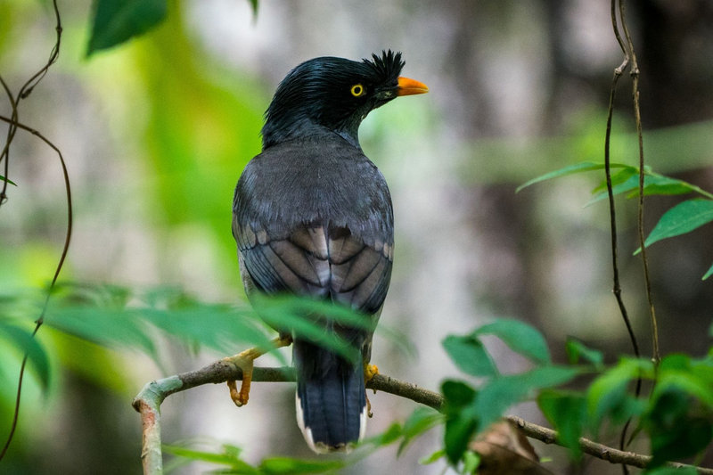Jungle Myna (Acridotheres fuscus)