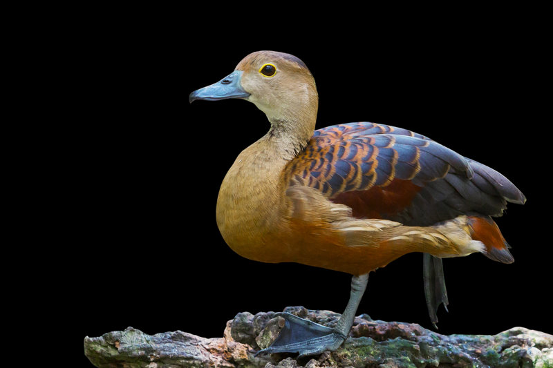 Lesser Whistling-Duck (Dendrocygna javanica)