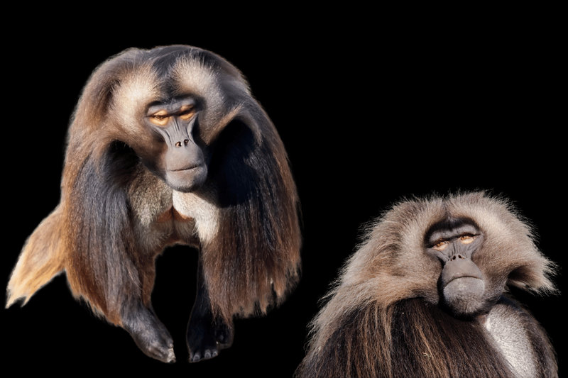 Gelada (Theropithecus gelada)