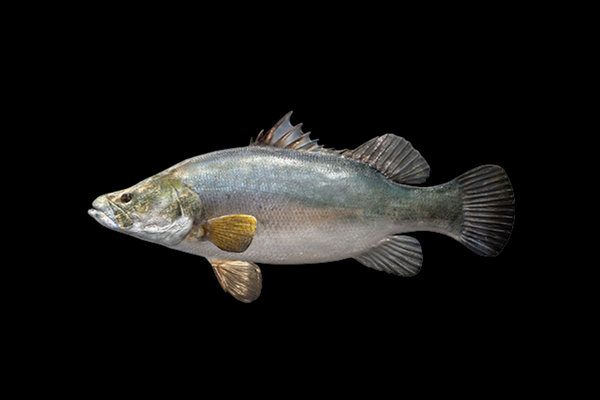Nile Perch (Lates niloticus) in the wild