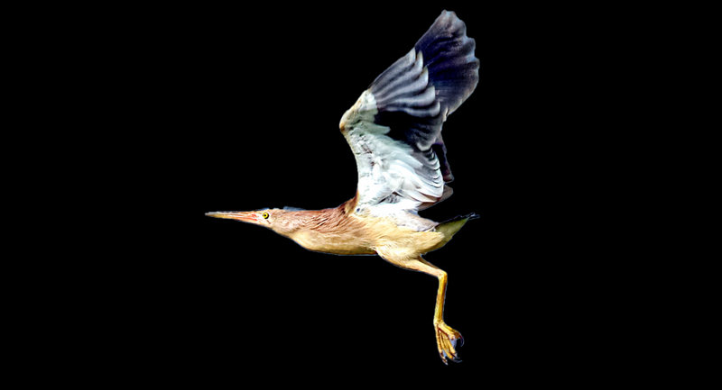 Yellow Bittern (Ixobrychus sinensis)