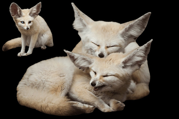 Fennec Fox (Vulpes zerda) in the wild