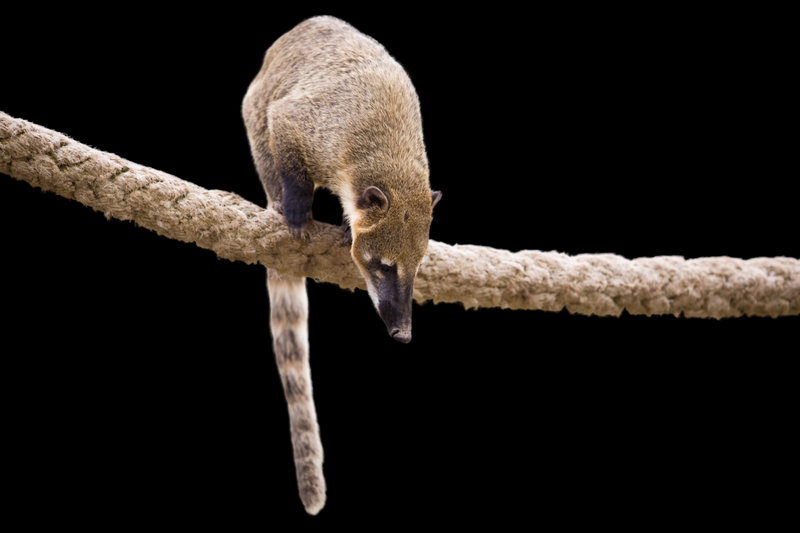 White-nosed Coati (Nasua narica)