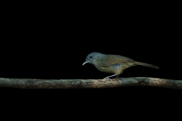 Brown-cheeked Fulvetta (Alcippe poioicephala) in the wild