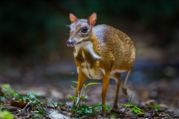 Lesser Mousedeer (Tragulus kanchil) in the wild
