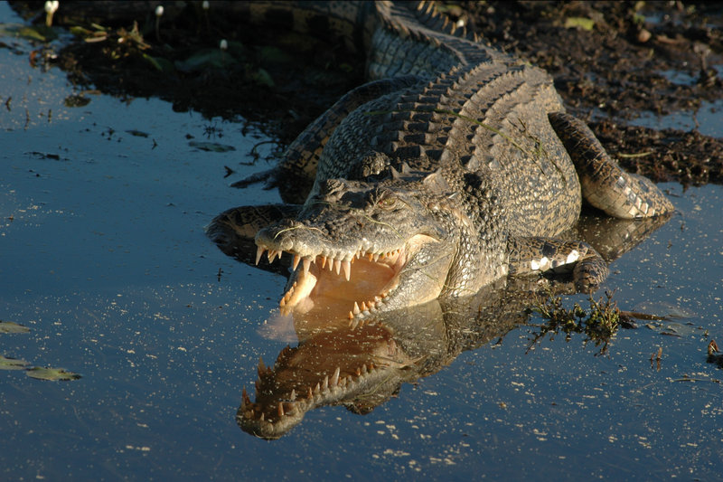 Saltwater Crocodile (Crocodylus porosus) — Northern Australia, WA to Queensland, Southeast Asia