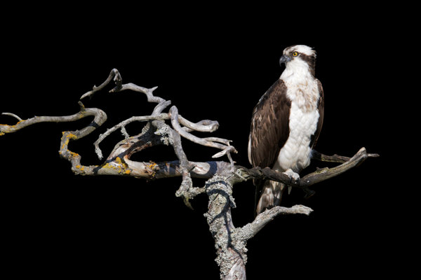 Osprey (Pandion haliaetus) in the wild