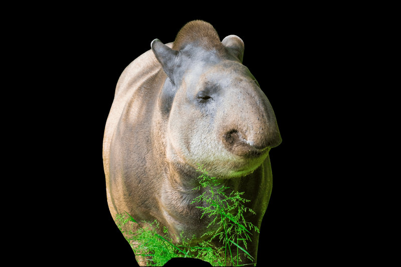 Lowland Tapir (Tapirus terrestris) — Amazon basin and central South America
