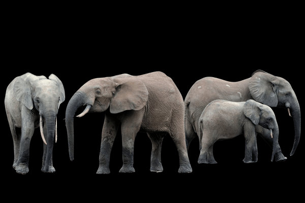 African Forest Elephant (Loxodonta cyclotis) in the wild