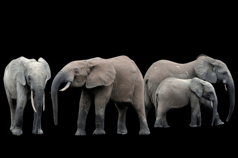 African Forest Elephant (Loxodonta cyclotis)