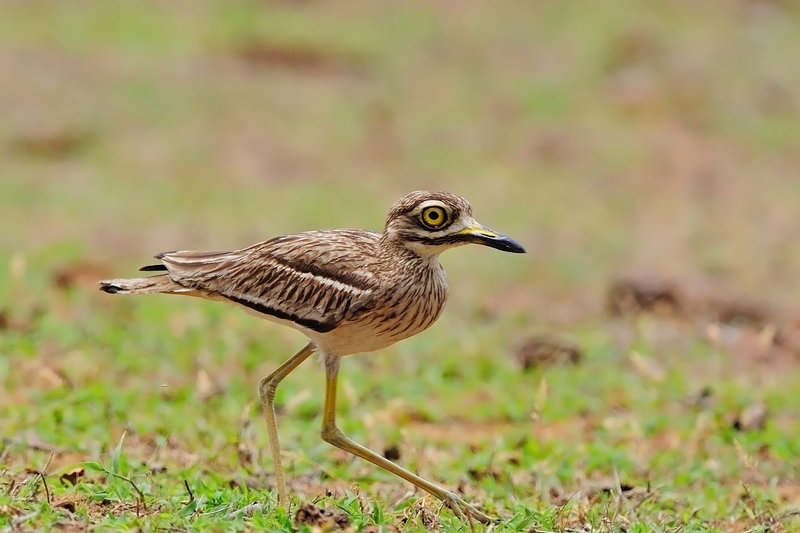 Indian Thick-knee (Burhinus indicus) — Indian subcontinent