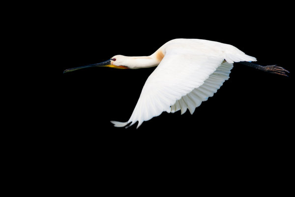 Eurasian Spoonbill (Platalea leucorodia) in the wild