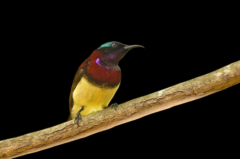 Crimson-backed Sunbird (Leptocoma minima) — Endemic to Western Ghats India