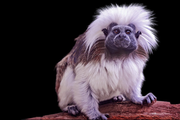 Cotton-top Tamarin (Saguinus oedipus) in the wild