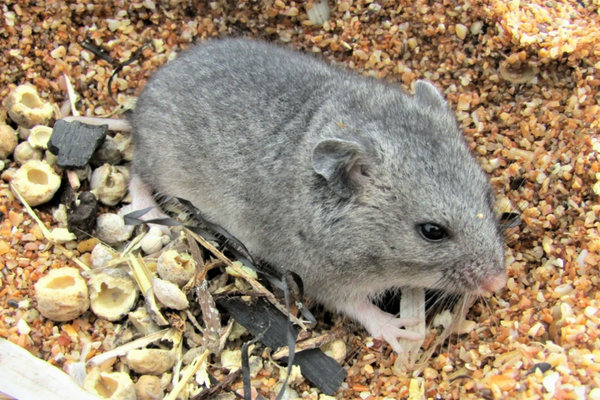 Grey Hamster (Cricetulus migratorius)             in the wild
