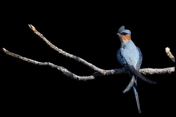 Crested Treeswift (Hemiprocne coronata) in the wild