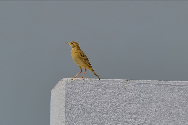 Paddyfield Pipit (Anthus rufulus) in the wild
