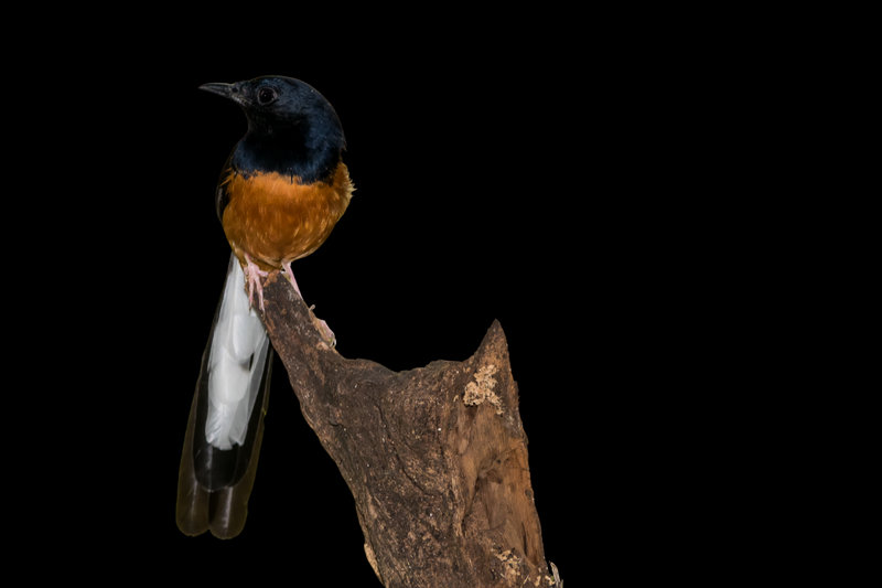 White-rumped Shama (Copsychus malabaricus) — Indian subcontinent southeast Asia
