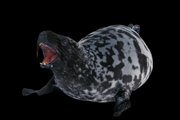 Hooded Seal (Cystophora cristata) in the wild