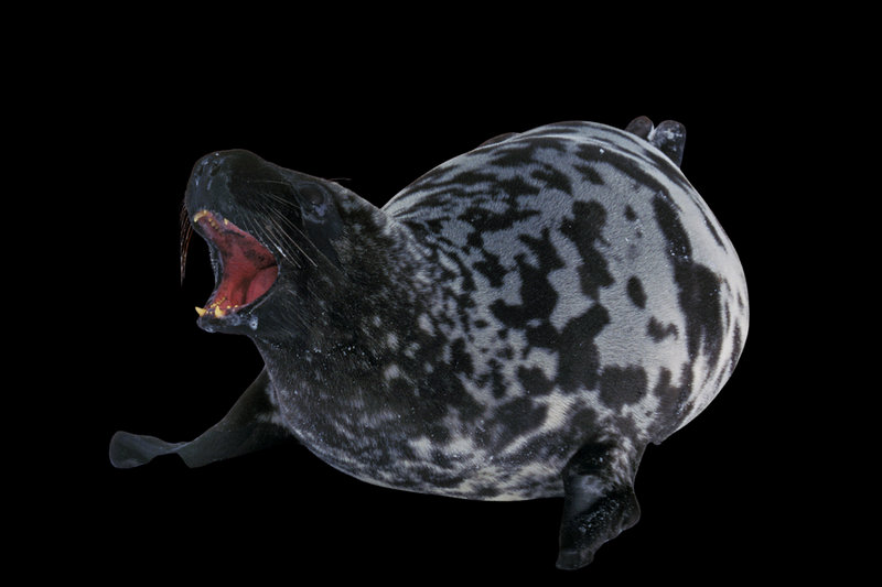Hooded Seal (Cystophora cristata)
