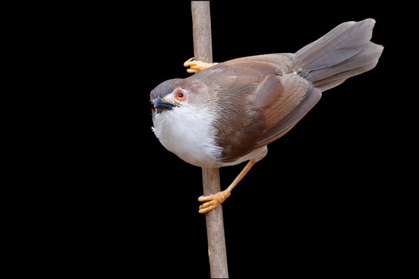 Yellow-eyed Babbler (Chrysomma sinense) in the wild