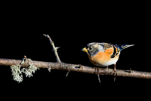 Brambling (Fringilla montifringilla) in the wild
