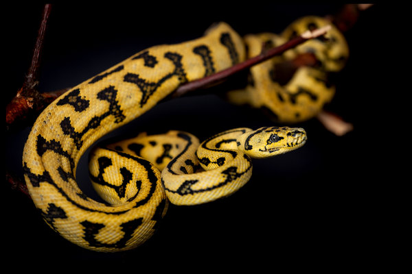 Carpet Python (Morelia spilota) in the wild