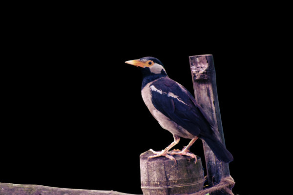 Indian Pied Starling (Gracupica contra) in the wild