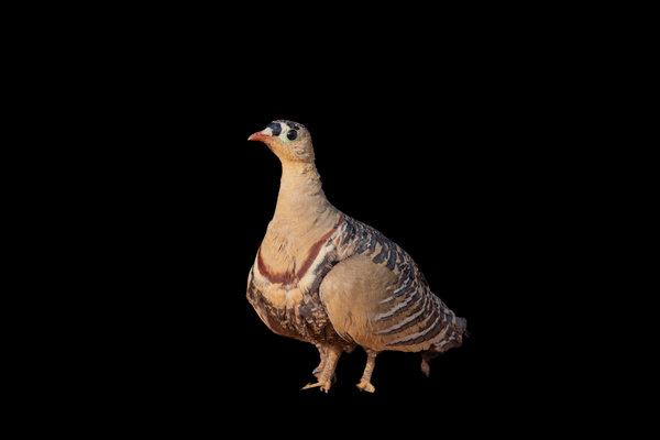 Chestnut-bellied Sandgrouse (Pterocles exustus) in the wild