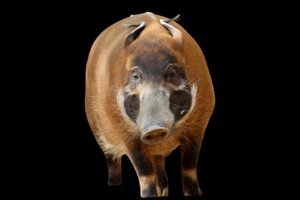 Red River Hog (Potamochoerus porcus) in the wild