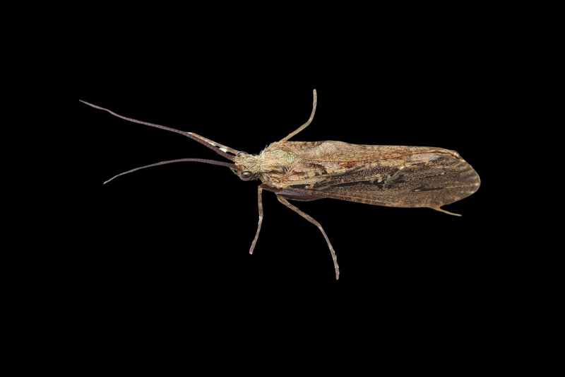 Australian Giant Caddisfly (Taschoreus sp.) — Taschoreus